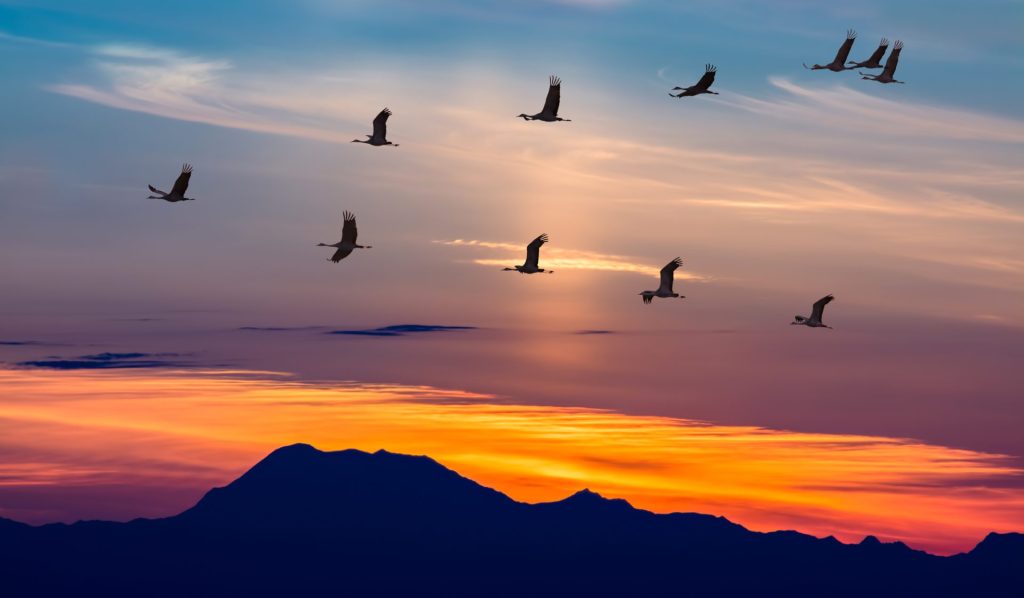 speuraviation-migratory-birds-flying-at-sunset